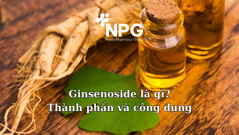 Ginsenoside là gì? Thành phần và công dụng của ginsenoside trong nhân sâm